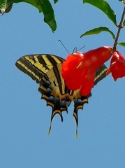 Papilio pilumnus