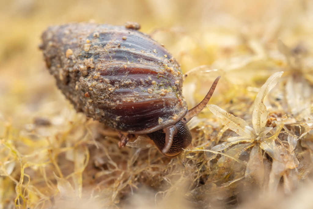 Pleuroloba costellaris
