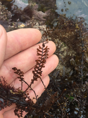 Sargassum horneri