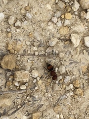 Pseudomethoca oceola