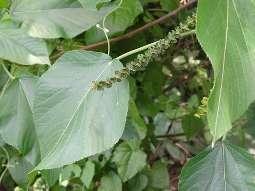 Image of Acalypha macrostachya by (c) Alexis López Hernández, some rights reserved (CC BY)
