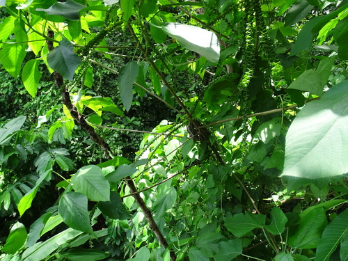 Image of Acalypha macrostachya by (c) Alexis López Hernández, some rights reserved (CC BY)