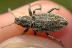 Tanymecus palliatus