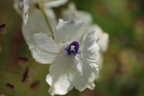 Image of Delphinium pavonaceum by (c) Judi Sanders, some rights reserved (CC BY)