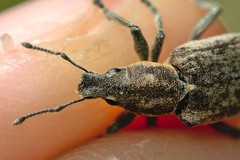 Tanymecus palliatus