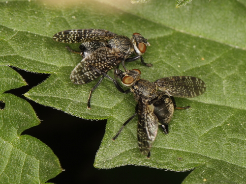 Dancing Kiss Fly photo 3
