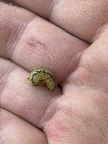 Eucalyptus snout beetle photo 3