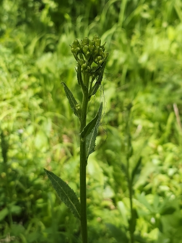 tall groundsel (Senecio hydrophiloides)