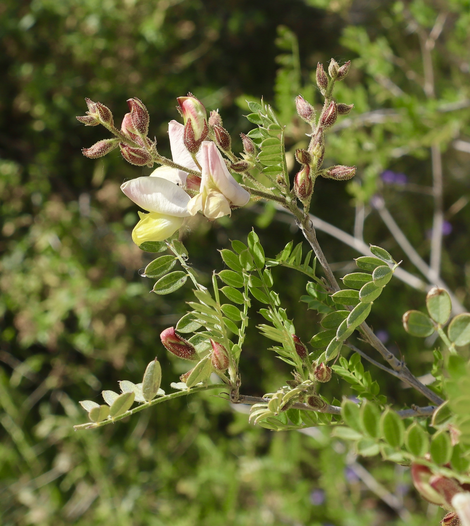 Coursetia glandulosa