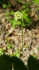 Actaea rubra