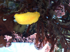 Doriopsilla albopunctata