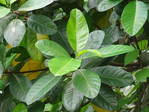 Image of Ficus maxima by (c) Alexis López Hernández, some rights reserved (CC BY)