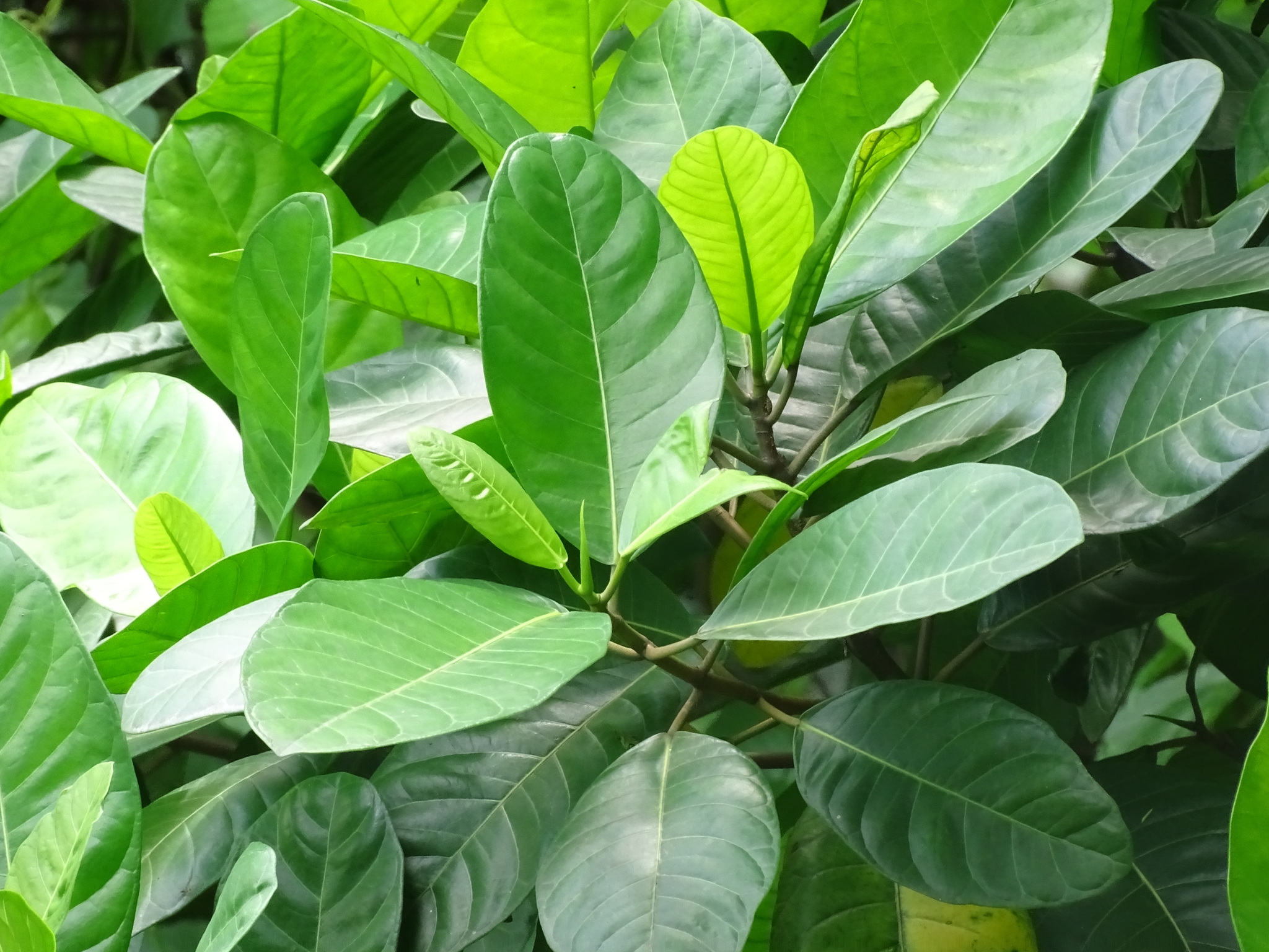 Imagem de Gameleira-branca