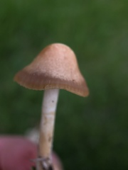 Marasmius oreades