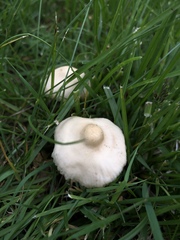 Marasmius oreades