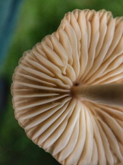 Marasmius oreades
