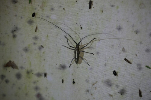Fig Tree Borer photo 3