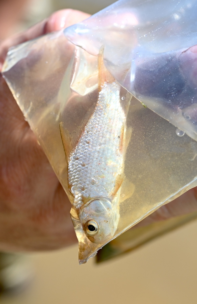 Photo of a Carpsucker