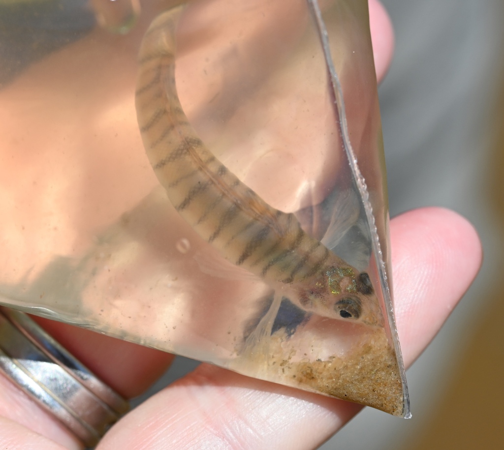 Gulf Logperch