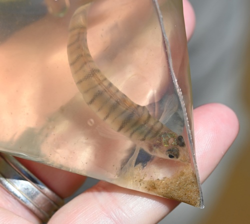 Gulf Logperch