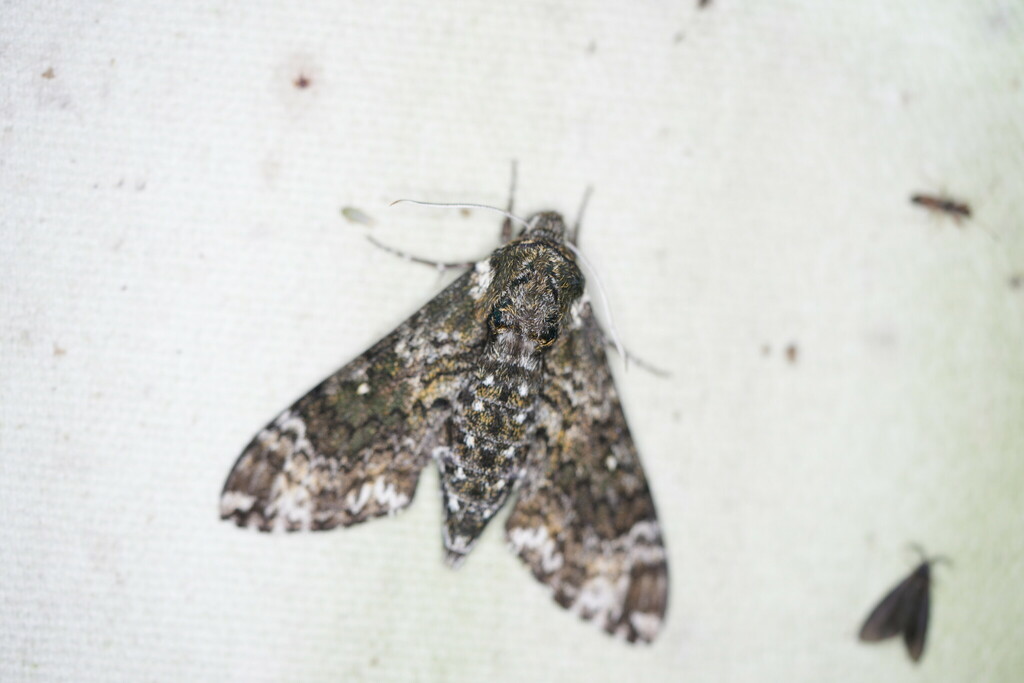 Pawpaw Sphinx from Vernon Parish, LA, USA on June 9, 2024 at 05:35 AM ...