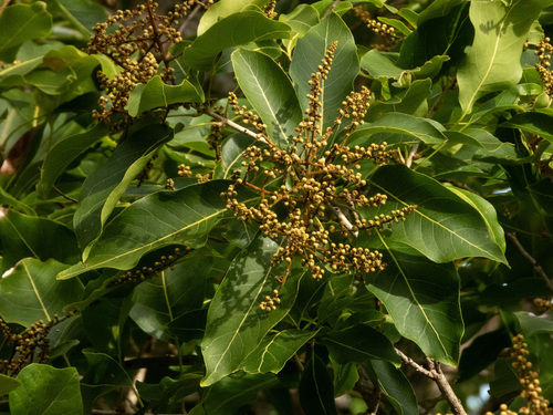 Sapindus oahuensis