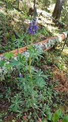 Lupinus elegans