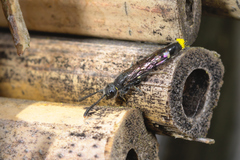 Monosapyga clavicornis