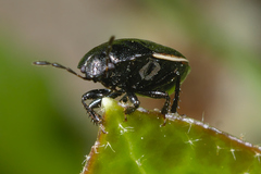 Legnotus limbosus