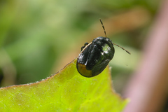 Legnotus limbosus