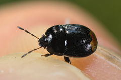 Legnotus limbosus