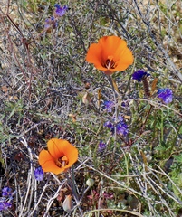 Calochortus kennedyi kennedyi
