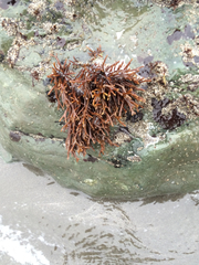 Ahnfeltiopsis linearis