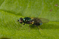 Microchrysa polita