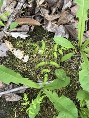 Gymnocarpium dryopteris