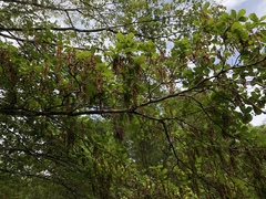 Terminalia amazonia