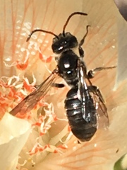 Xeralictus timberlakei