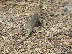 Sceloporus grammicus
