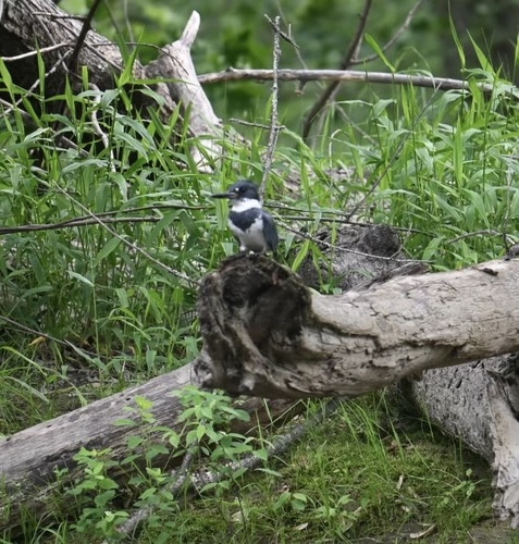Belted Kingfisher photographed in Maine