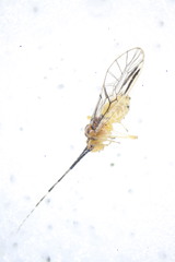 Amphipsocidae