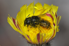 Osmia bicolor