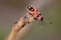 Horvathiolus superbus