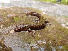 Desmognathus kanawha