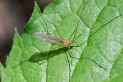 Prolimnophila areolata