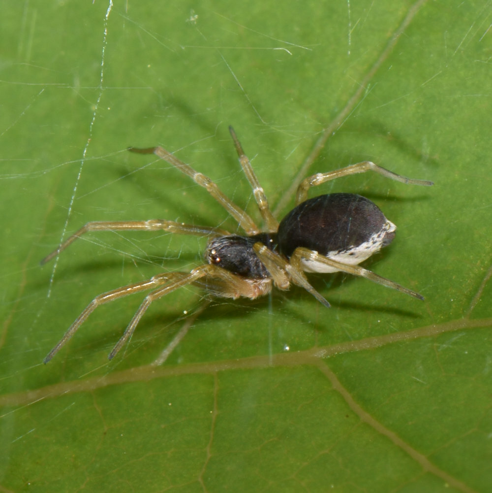 Emblyna sublata