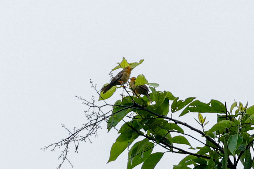Orange-fronted Plushcrown (Metopothrix aurantiaca), photo 9