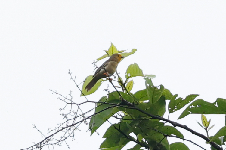 Orange-fronted Plushcrown (Metopothrix aurantiaca), photo 10