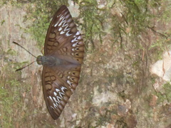Tanaecia