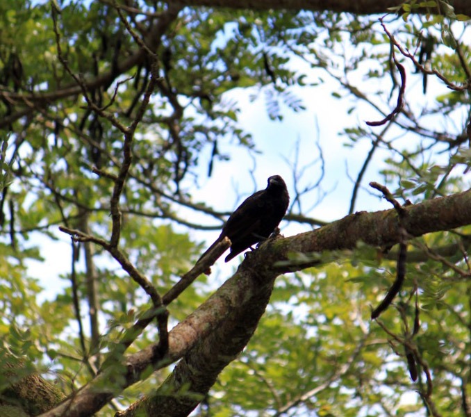 Samoan Starling illustration