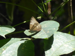 Tanaecia